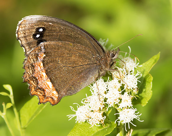 Red-bordered Satyr Gyrocheilus patrobas Butterfly
