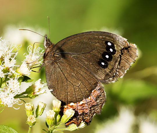 Red-bordered Satyr Gyrocheilus patrobas Butterfly