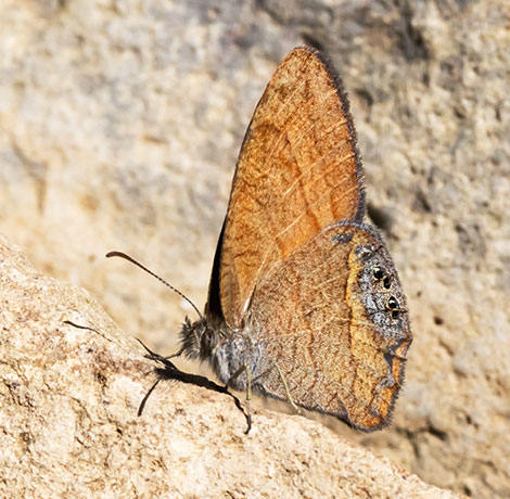 Nabokov's Satyr Cyllopsis pyracmon  Butterfly 