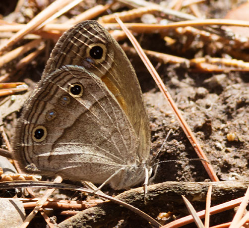 Red Satyr Megisto rubricat  Butterfly