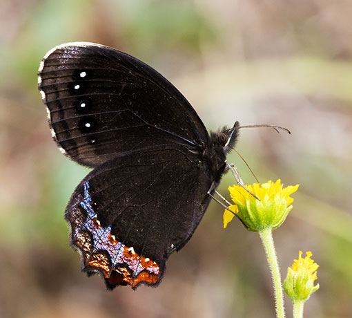 Red-bordered Satyr Gyrocheilus patrobas Butterfly