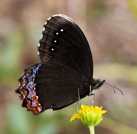 Red-bordered Satyr Gyrocheilus patrobas Butterfly