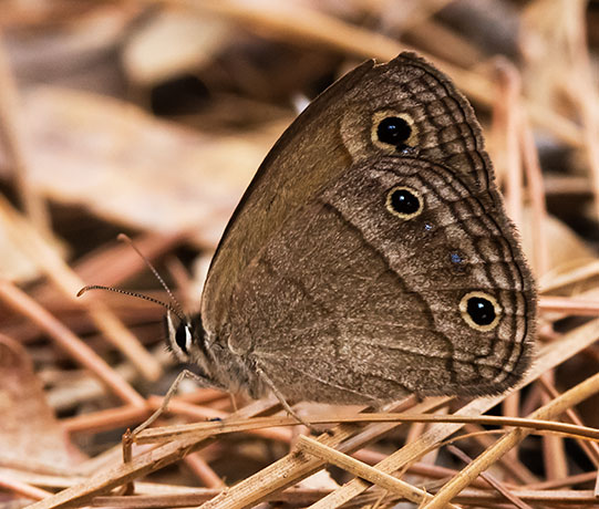 Red Satyr Megisto rubricat  Butterfly