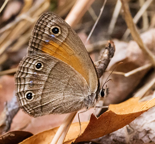 Red Satyr Megisto rubricat  Butterfly