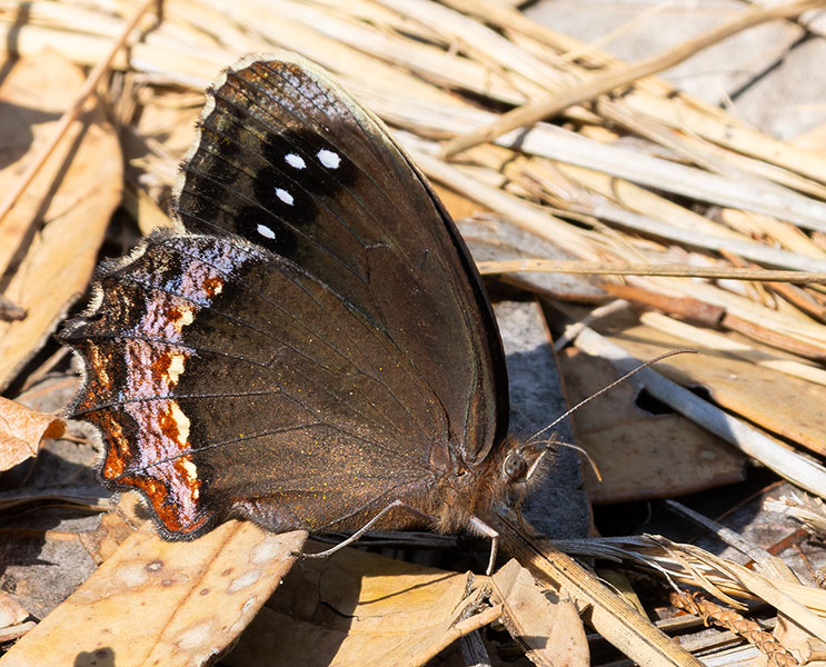 Red-bordered Satyr Gyrocheilus patrobas Butterfly