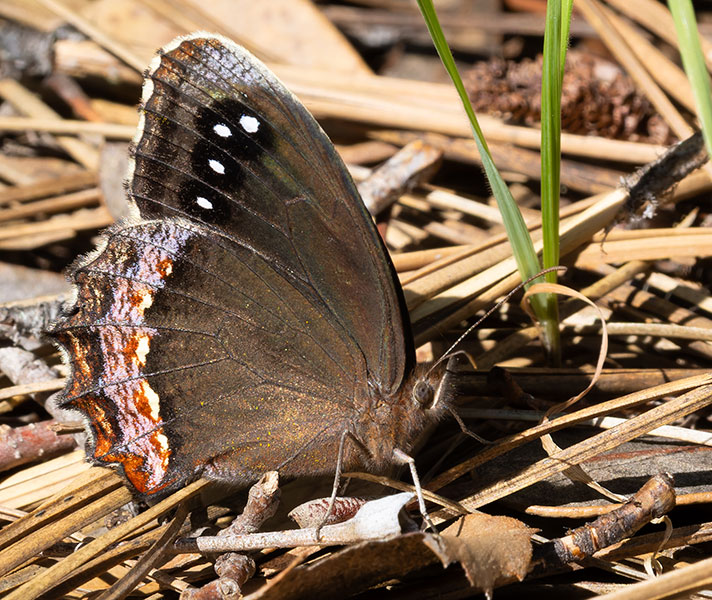 Red-bordered Satyr Gyrocheilus patrobas Butterfly