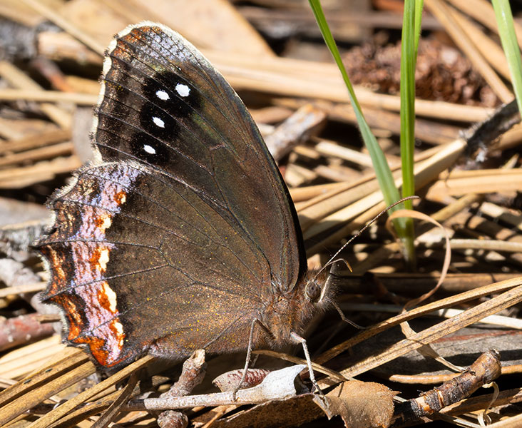 Red-bordered Satyr Gyrocheilus patrobas Butterfly