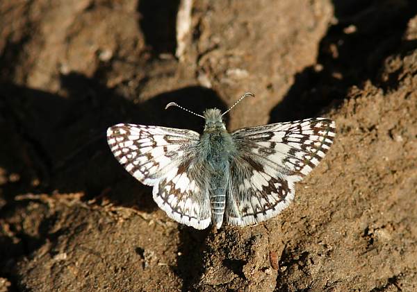 Checkered Skipper Pyrgus