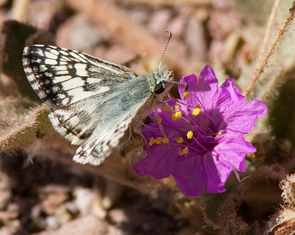 Checkered Skipper Pyrgus Butterfly Checkered Skipper Pyrgus