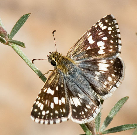 Checkered Skipper Pyrgus