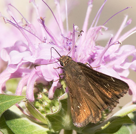 Deva Skipper Atrytonopsi deva Butterfly