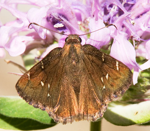 Deva Skipper Atrytonopsi deva Butterfly