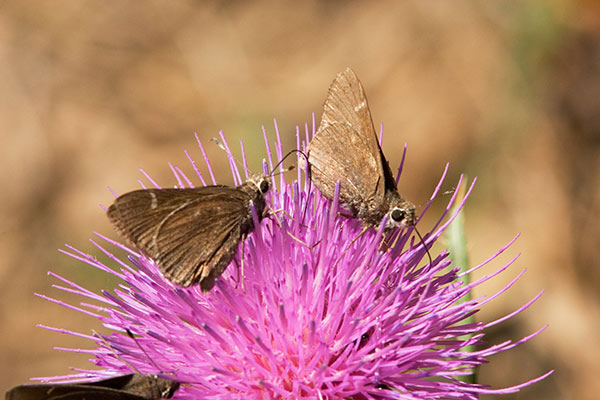 Deva Skipper Atrytonopsi deva Butterfly