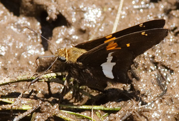 Silver-spotted Skipper Epargyreus clarus Butterfly