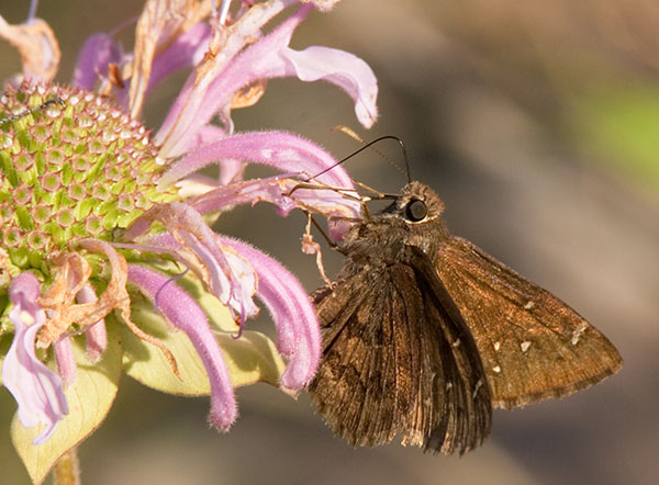 Deva Skipper Atrytonopsi deva Butterfly