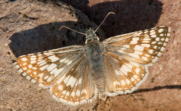 Checkered Skipper Pyrgus  Butterfly