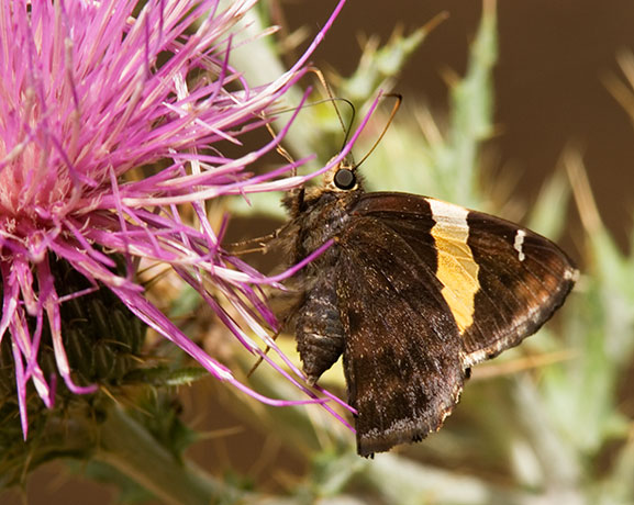 Golden Banded Skipper Autochton cellus Butterfly
