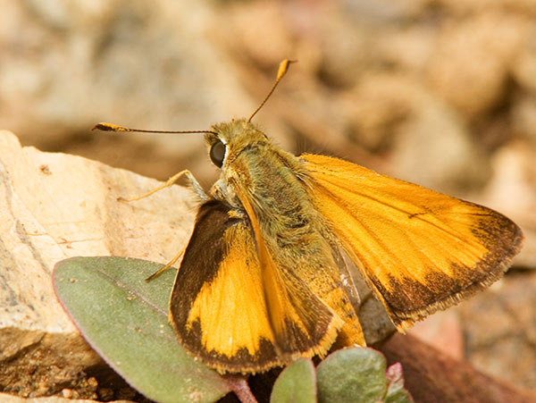 Taxiles Skipper Poanes Texiles Butterfly