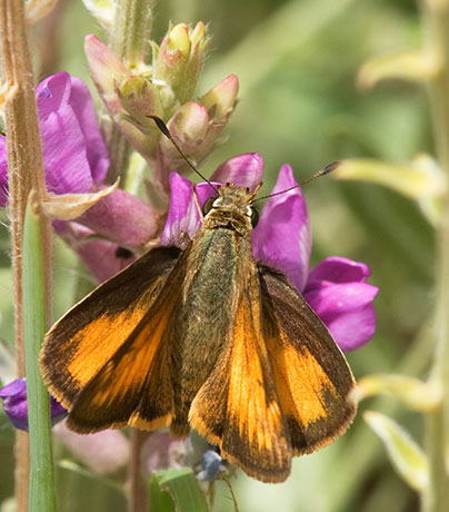 Taxiles Skipper Poanes Texiles Butterfly