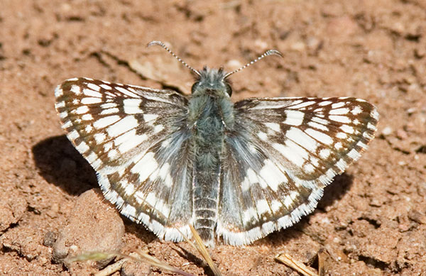 Checkered Skipper Pyrgus