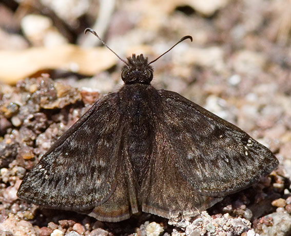 Duskywing family Hesperiidae subfamily pyrginae Butterfly