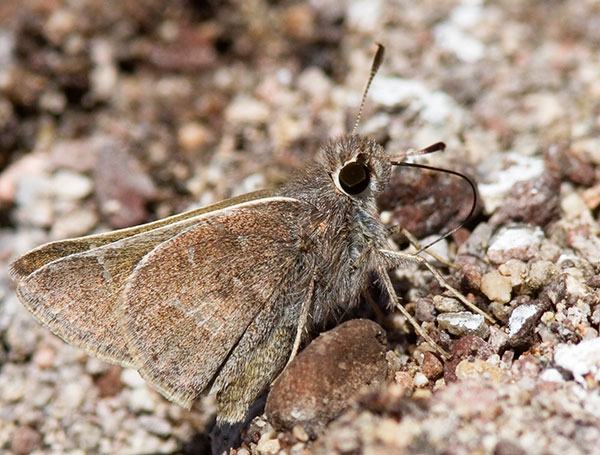 Skipper  family Hesperiidae subfamily pyrginae Butterfly
