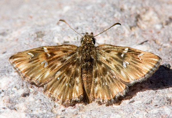 Common Streaky-Skipper Celotes nessus Butterfly