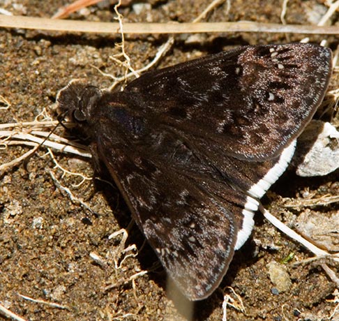 Funereal Duskywing Erynnis funeralis Butterfly