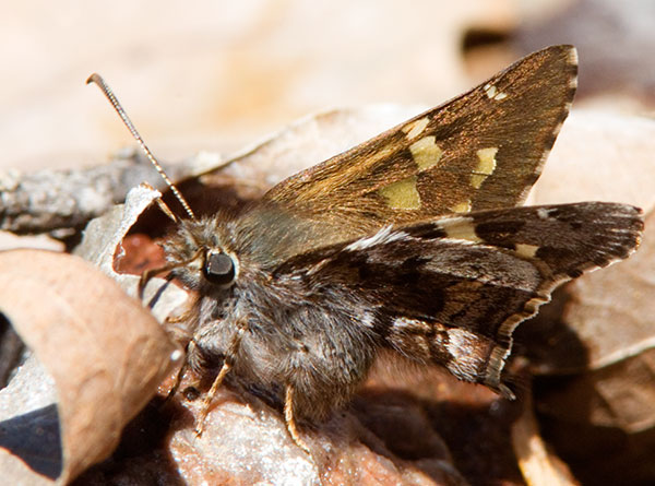 Short-tailed Skipper Zestusa dorus Butterfly