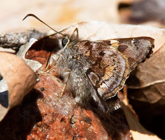 Short-tailed Skipper Zestusa dorus Butterfly