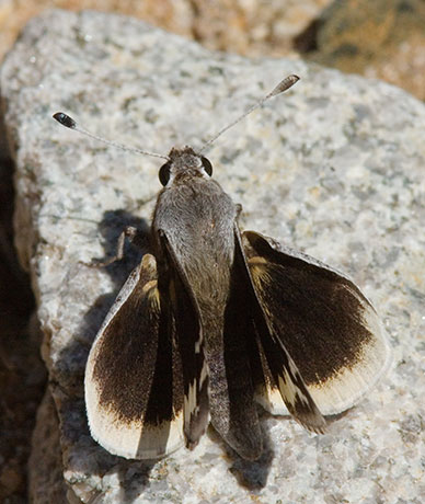 Yucca Giant-Skipper Megathymus yuccae Butterfly