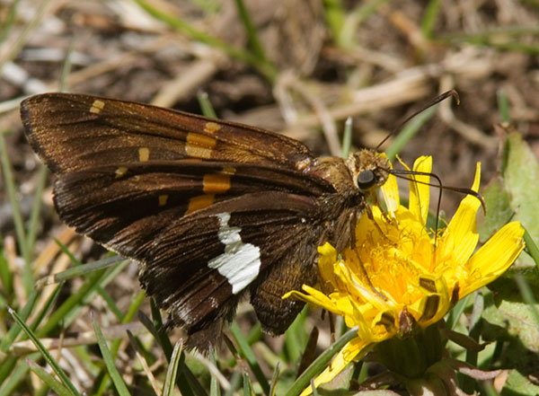 Silver-spotted Skipper Epargyreus clarus Butterfly