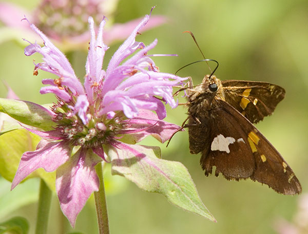 Silver-spotted Skipper Epargyreus clarus Butterfly