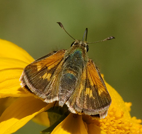 Skipper  family Hesperiidae subfamily pyrginae Butterfly