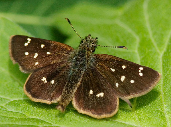 Four-spotted Skipperling Piruna polingi Butterfly