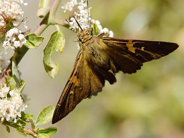 Silver-spotted Skipper Epargyreus clarus Butterfly