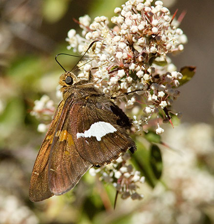 Silver-spotted Skipper Epargyreus clarus Butterfly