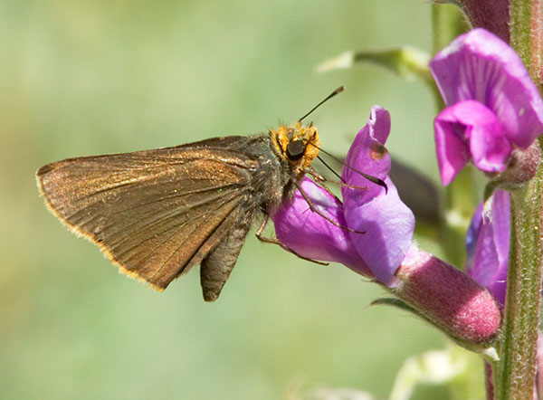Orange-edged Roadside-Skipper Amblyscirtes fimbriata Butterfly