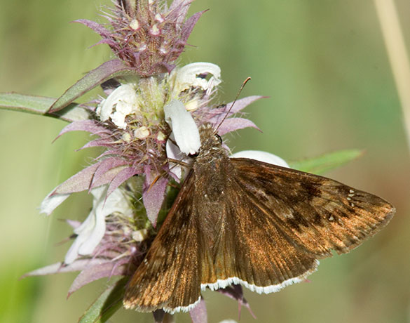 Mournful Duskwing Tristis Duskywing Erynnis tristis tatius  Hesperiidae subfamily pyrginae Butterfly