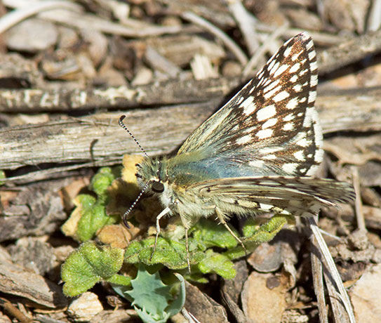 Checkered Skipper Pyrgus