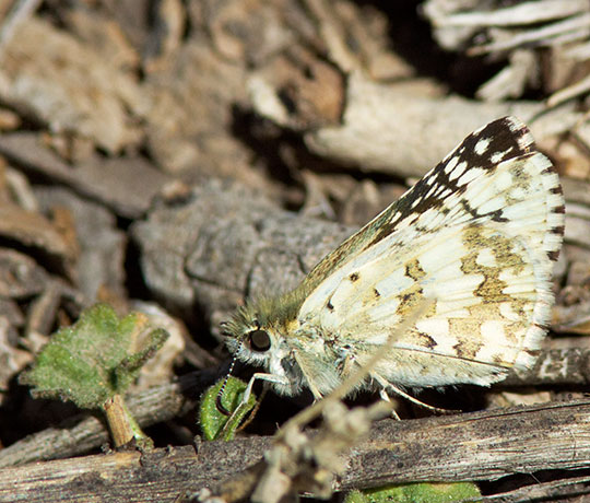 Checkered Skipper Pyrgus Butterfly Checkered Skipper Pyrgus
