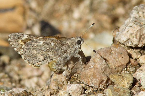 Arizona Giant-Skipper Agathymus aryxna Butterfly