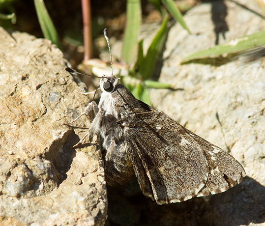 Arizona Giant-Skipper Agathymus aryxna Butterfly