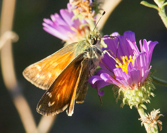 Apache Skipper Hesperia woodgatei  Butterfly