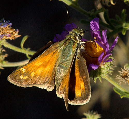 Apache Skipper Hesperia woodgatei  Butterfly