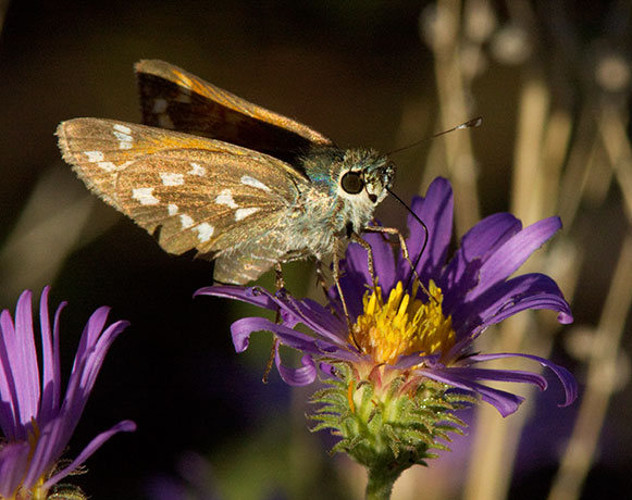 Apache Skipper Hesperia woodgatei  Butterfly
