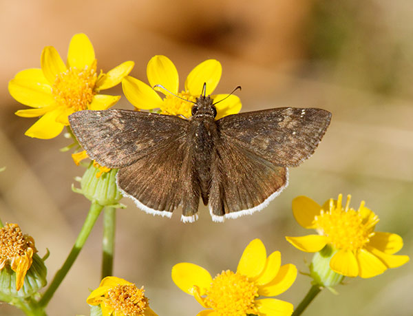Funereal Duskywing Erynnis funeralis Butterfly