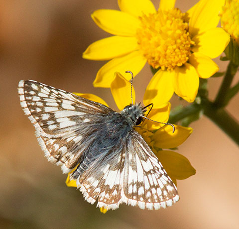 Checkered Skipper Pyrgus Butterfly Checkered Skipper Pyrgus