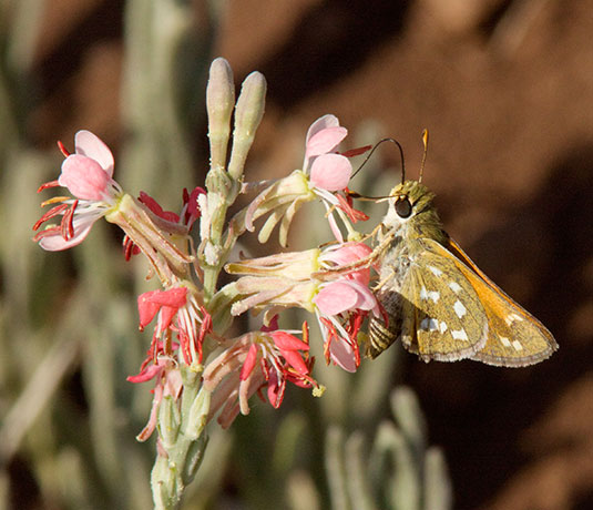 Skipper  family Hesperiidae subfamily pyrginae Butterfly