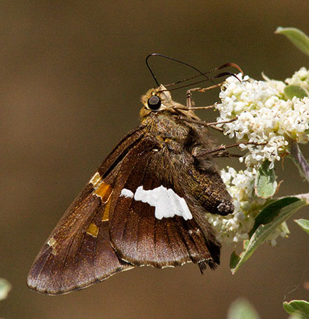 Silver-spotted Skipper Epargyreus clarus Butterfly